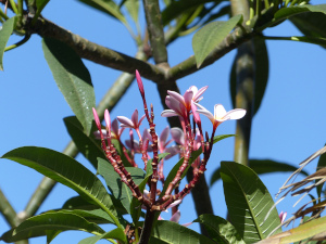 BUCHE MEER Gran Canaria Blumen