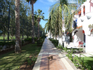 BUCHE MEER Gran Canaria Bungalows Green Golf Pool