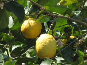 BUCHE MEER Korfu Lemon Garden