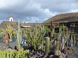 BUCHE MEER Lanzarote Jardin de Cactus