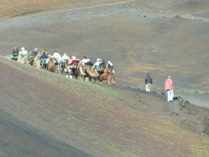 BUCHE MEER Lanzarote Dromedar Reiten in den Feuerbergen