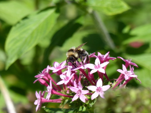 BUCHE MEER Madeira Blumen