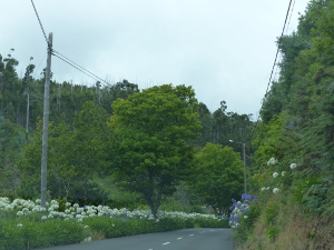 BUCHE MEER Madeira Landstraße mit Blumen