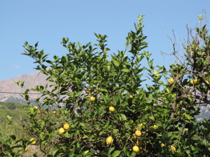 BUCHE MEER Mallorca Citrus Früchte Soller