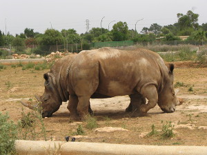 BUCHE MEER Mallorca Safari Zoo Mallorca