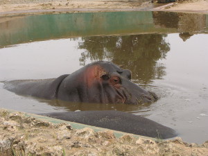 BUCHE MEER Mallorca Safari Zoo Mallorca