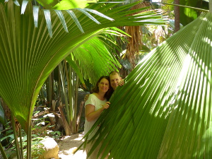 BUCHE MEER Seychellen Mehlbird im Coco de Mer Wald