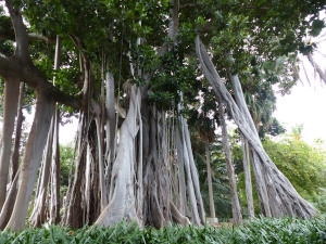 BUCHE MEER Teneriffa Puerto de la Cruz Botanischer Garten