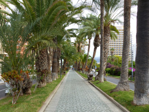 BUCHE MEER Teneriffa Puerto de la Cruz Palmenallee