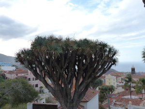 BUCHE MEER Teneriffa La Orotava